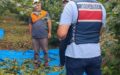 fındık hasadı